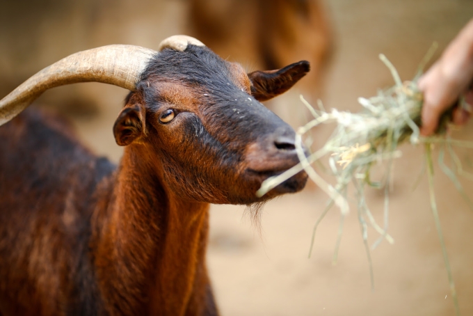 Image of a goat, which, like other ruminants, host anaerobic microbes that can break through tough plant cell walls to gain the nutrition behind them.