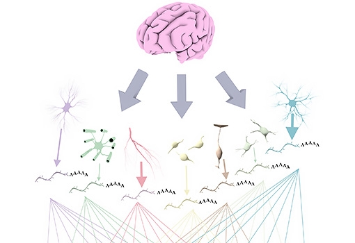 Artist's concept depicting multiple types of messenger RNA and micro-RNA combining along a vast interconnected web to power, and prevent overproduction of, specific brain cell types. Illustration by Brian Long