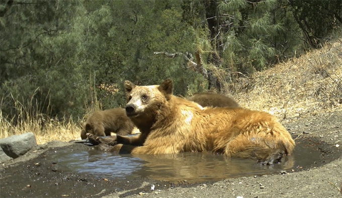 A bear with cubs at Sedgwick Reserve